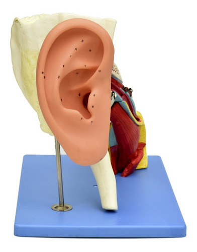 Modelo Anatómico Gigante De Oído Estudiantes Zeigen Medicina