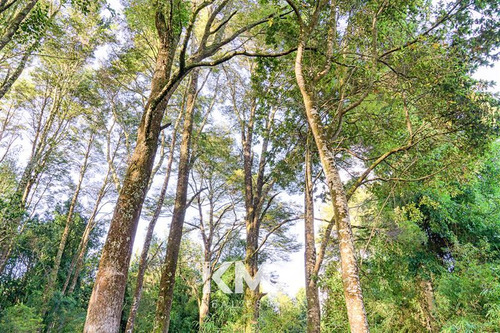Parcela 5000 M2 En Venta En Puerto Varas , Estero Y Bosques