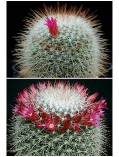 Semillas De Cactus Mammillaria Bella Rara Coleccion Exotica