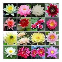 Comprar 100 Semillas De Loto Para Bonsai Semillas De Plantas De Flor