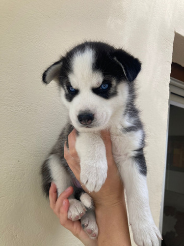 Hermosos Cachorros De Husky Siberiano 