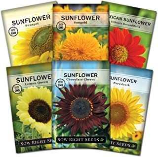 Sow Right Seeds Colección De Semillas De Girasol Para Planta