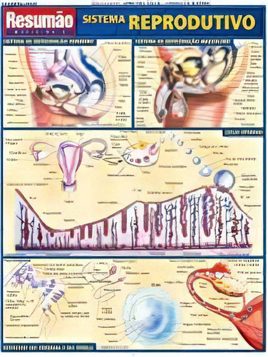 Resumao - Sistema Reprodutivo, De Vincent Perez. Editora Bf&a Em Português