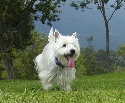Criadero West Highland White Terrier
