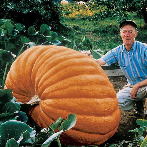 Imagem 2 de 7 de Sementes *legitimas Abobora Gigante Dills Atlantic Guinness