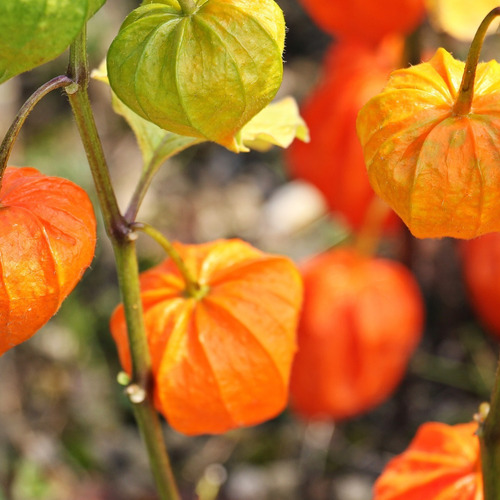 Muda De Physalis Alta Qualidade
