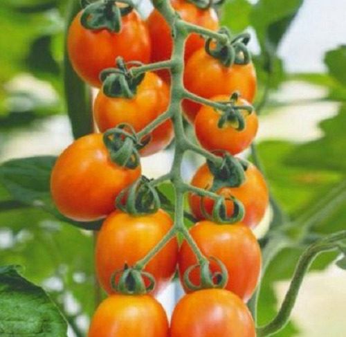 50 Semillas De Tomate Cherry Naranja + Instructivo