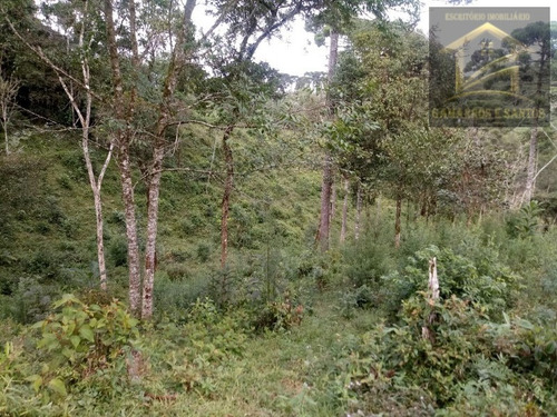 Imagem 4 de 14 de Chácara Com 10.000 M² Em Quatro Barras - Te00020 - 32463315
