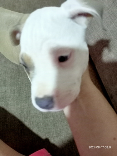 Imagen 5 de 7 de Cachorros Pitbull American Bullin