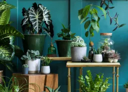 Plantas y Flores Artificiales