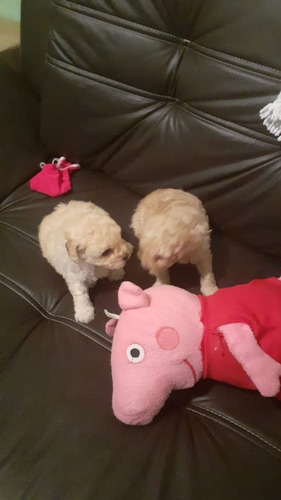 Poodle Micro Toy