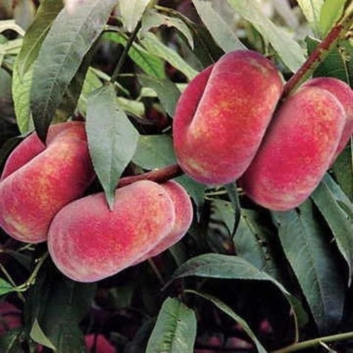Durazno Dona Carnoso