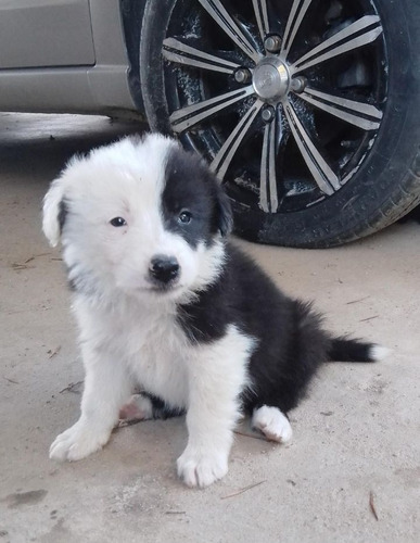 Cachorros Border Collie 