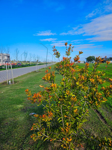 Lote De 428m2 - Venta - Barrio Abierto Residencial - Pueblo Esther