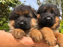 Comprar Auténticos Cachorros Pastor Alemán A-1, Padres Importados
