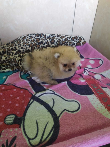 Filhotes De Spitz Alemao - Lulu Da Pomerania Anao