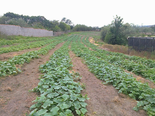 Imagem 9 de 28 de Chácara À Venda, 20000 M² Por R$ 530.000 - Ipiranga - Elias Fausto/sp - Ch0029