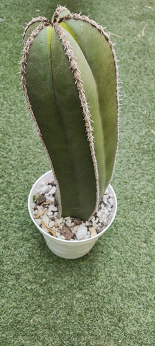 Pachycereus Marginatus