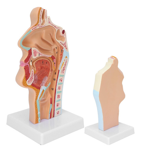 Modelo Anatómico Humano Cavidad Oral Nasal Garganta