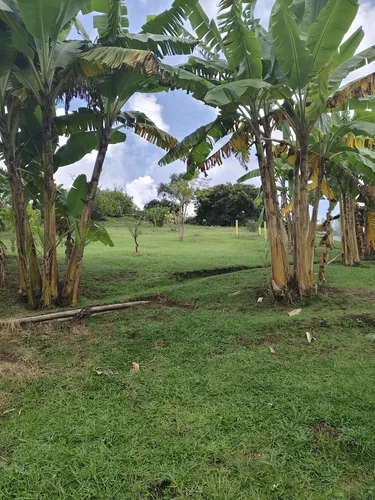 Vencambio Finca Excelente Ubicación. Fredonia