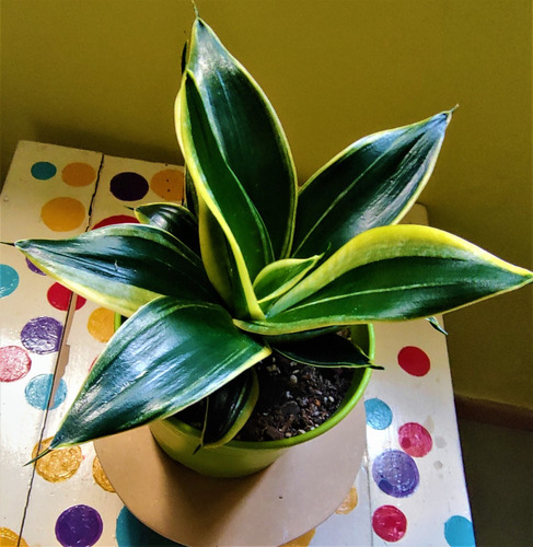 Sansevieria Golden