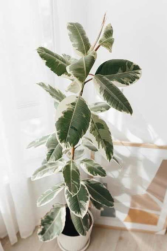 Planta De Hule Variedad O