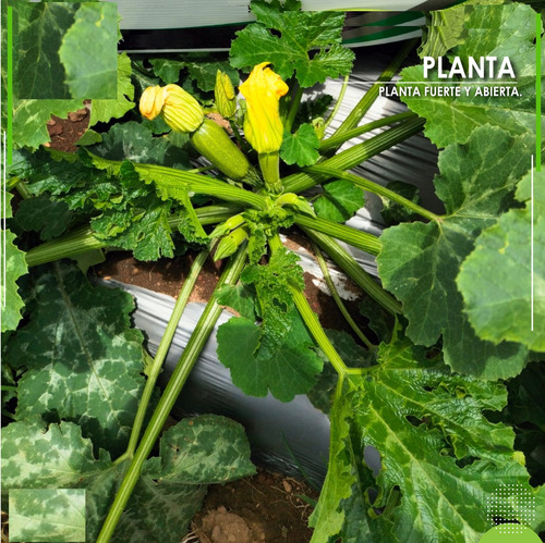 Semilla De Calabaza Hibrida Variedad Fernanda 2 Libras
