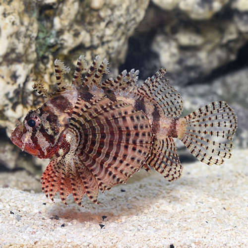 Pez Marino - Dendrochirus Brachypterus - Pez León Enano