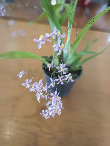 Oncidium Ornithorhynchum (cheiro De Ovo)