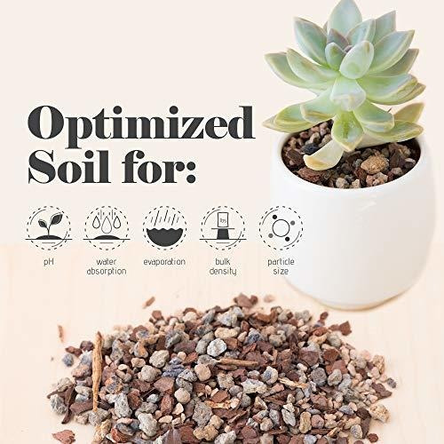 Imagen 3 de 7 de Herramientas Para Bonsai Suelo De Cactus Y Suculentas Bonsai