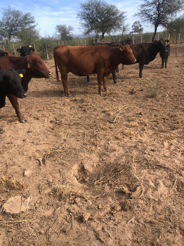 Se Vende Campo En Santa Ana Cordoba