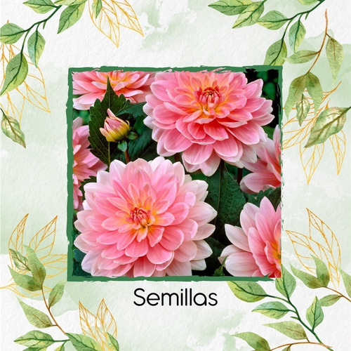 30 Semillas Flor Dalia Decorativa + Mini Kit De Germinación | MercadoLibre
