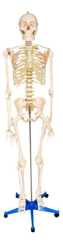 Esqueleto Humano 1,70m Altura Anatômia Do Corpo Humano