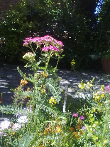 Vivero Cielo Verde Organico Milenrama Achillea Millefolium