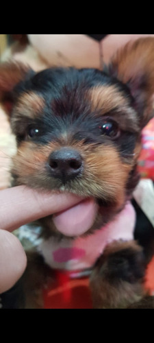 Servicio De Monta Yorkshire Terrier