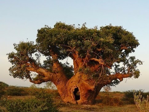 Sementes Bonsai Baoba Adansonia Digitata Baobab P/ Mudas