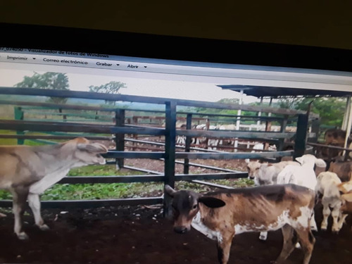 Imagen 7 de 14 de En Venta Finca En San Carlos, Cojedes