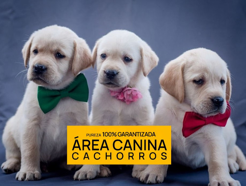 Area Canina Cachorros, Los Mejores Labrador De Argentina