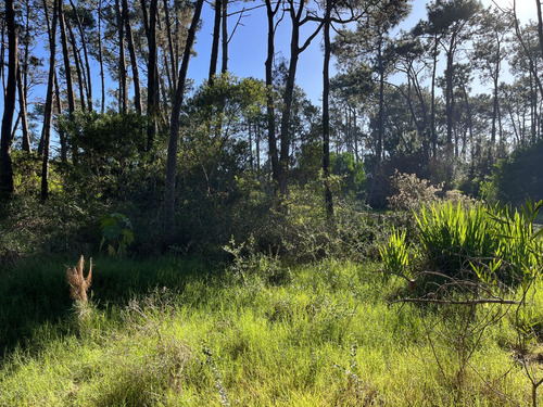 Lote En Venta En Montoya (ref: Bpv-9688)