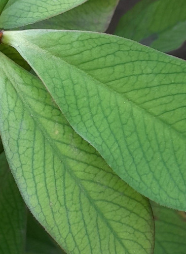 Plantas De Lechero Africano Desde 500$.