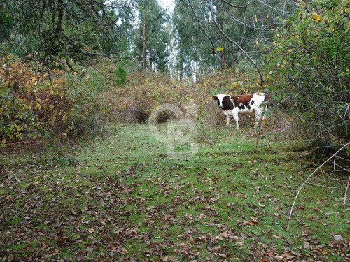Parcela De Agrado Con Plantación De Eucaliptus | Osorno