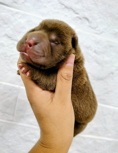 Cachorro Shar Pei,raza Pura,lengua Azul Marrón Claro