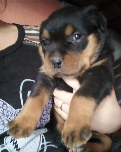 Cachorrosvet Rottweiler. Envios Dorado (Usado)