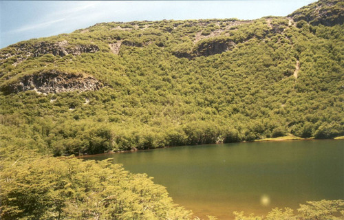 Agrícola Forestal - Inmobiliario En Venta En Tucapel