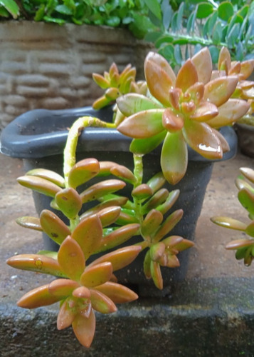 1 Muda De Suculenta ( Sedum Nussbaumerianum )