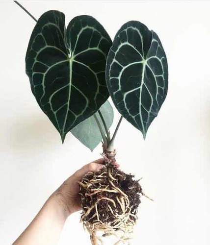 Anthurium Clarinervium - Planta Exótica De Interior