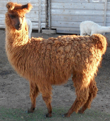 Imagen 1 de 4 de Llamas De Criadero Lama Mal Con Y Sin Pedegree Registrado