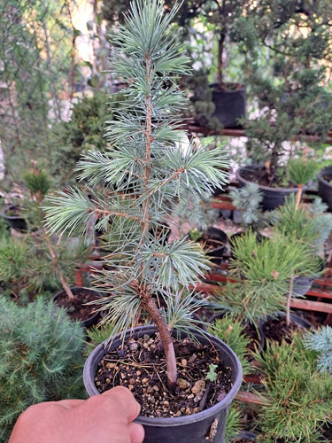 De Semilla Arbol Cedro Japones (cryptomeria Japonesa O Sugi)