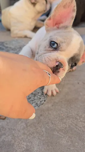 Bulldog Francés Pied Blue Merle Unico (Usado)