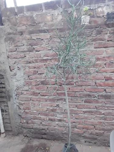 Planta Euphorbia Tirucalli Vta Minorista